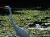A Common Egret Wades Past an American Alligator Floating Nearby Photographic Print by Raymond Gehman