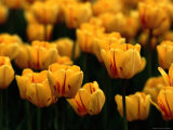 A Close View of Yellow Tulips Photographic Print by Tim Laman