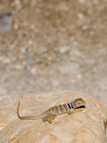 A Collared Lizard Basks in the Sun on a Rock Photographic Print by Taylor S. Kennedy