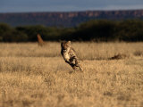 An African Cheetah Sprinting at Top-Speed Photographic Print