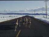Pronghorn travel a road to avoid heavy snow Lámina fotográfica
