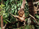 A Pig-Tailed Macaque Rests on a Tree Branch in the Borneo Forest Photographic Print