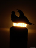 A Pair of Laughing Gulls on a Wharf Piling at Sunset Photographic Print