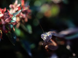 Mantes religieuses Photographie