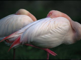 American Flamingos Photographic Print by Joel Sartore