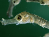 Sea Horse Young in the Wild Photographic Print