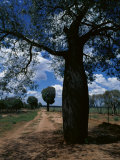 Baobab Trees Along the Dog Fence, Queensland, Australia Photographic Print
