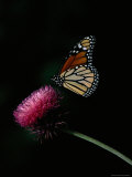Monarch Butterfly on a Nodding Thistle Flower Photographic Print by Bates Littlehales