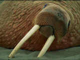 A Close View of a Walrus with His Tusks Stuck into the Sand Photographic Print by Joel Sartore