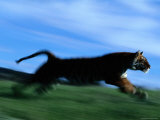 Tiger Running on Tiger Island at This Zoological Park Photographic Print by Michael Nichols