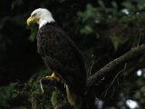 American Bald Eagle Photographic Print by Raymond Gehman