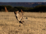 An African Cheetah Running at Top Speed Photographic Print
