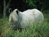 Endangered White Rhinoceroses Photographic Print by Joel Sartore