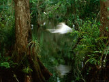 A White Bird is a Blur as it Flies Through a Wetland Area Photographic Print
