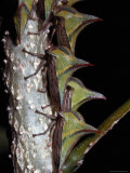 A Close View of a Group of Membracis Treehoppers on a Twig Photographic Print by Tim Laman