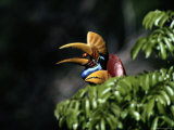 A female red-knobbed hornbill eats a fig Lámina fotográfica