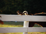 A pastured horse and a gray squirrel outlined by the late afternoon sun Stampa fotografica A pastured horse and a gray squirrel outlined by the late afternoon sun Stampa fotografica