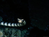 A Banded Sea Snake Glides Toward the Camera Photographic Print
