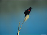 A red-winged blackbird Lámina fotográfica A red-winged blackbird Lámina fotográfica