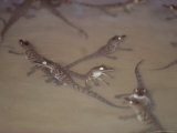 A group of newly-hatched crocodiles Lámina fotográfica