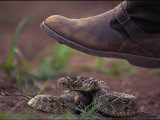 A Rattlesnake Coils up to Scare Away an Approaching Foot Photographic Print