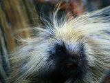 A Close-up of a Porcupine Photographic Print