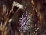 Spider Web with Dew Photographic Print