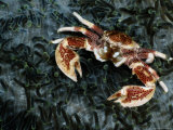 An anemone crab crawls over a carpet of tentacled sea anemones Stampa fotografica