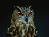 African Eagle Owl Fotografie-Druck von Joel Sartore