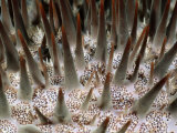Close View of the Spiked Exterior of a Crown-Of-Thorns Starfish Photographie