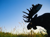A Mooses Head is Silhouetted against the Landscape Photographic Print by Joel Sartore