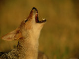 Howling Jackal Photographic Print by Beverly Joubert