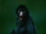 An Orphaned Black-Faced Spider Monkey Named Pulgoso Photographic Print