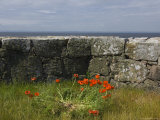 Denmark, Christians Oe Island, Poppy Flowers Granite Wall Photographic Print
