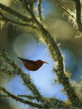 Side View of an Iiwi Bird Perched on Akala Photographie
