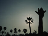 A Silhouette of a Giraffe at the San Diego Wild Animal Park Photographic Print by Michael Nichols