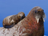 An Atlantic Walrus Pup Rests on its Mother Impressão fotográfica por Paul Nicklen