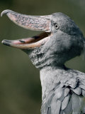 A Captive Shoebill Stork Photographic Print