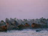 Atlantic Walruses Gather Together for Safety in Numbers Photographic Print by Norbert Rosing