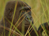 Western lowland gorilla Lámina fotográfica Western lowland gorilla Lámina fotográfica