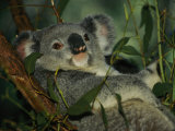 A Koala Bear Clings to a Eucalyptus Tree in Eastern Australia Fotoprint van Nicole Duplaix