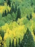Vue à travers une forêt de trembles et de sapins Photographie