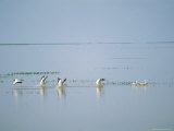 White Pelicans Photographic Print