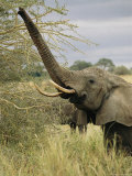 An African Elephant Uses its Trunk to Reach into a Tree Photographic Print