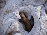 A Red Mongoose Keeps Watch from the Front Door of its Den in a Termite Mound Photographic Print by Beverly Joubert