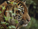A Sumatran Tiger in the Asian Domain Exhibit Photographic Print by Michael Nichols