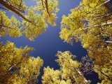 View Straight up at the Sky Through a Golden Canopy of Aspen Trees Fotografie-Druck von George F. Mobley