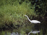 A Great White Egret Balances on One Foot Photographic Print