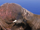 An Atlantic walrus pup and its mother snuggle up to each other Lámina fotográfica An Atlantic walrus pup and its mother snuggle up to each other Lámina fotográfica