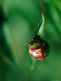 A Yellowjacket Bee on a Plant Photographic Print